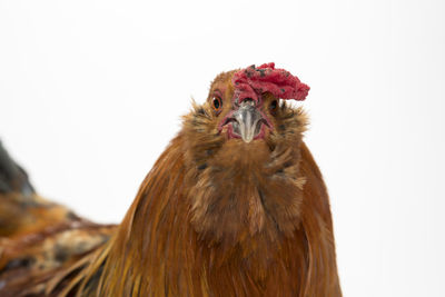 Close-up portrait of chicken against white background