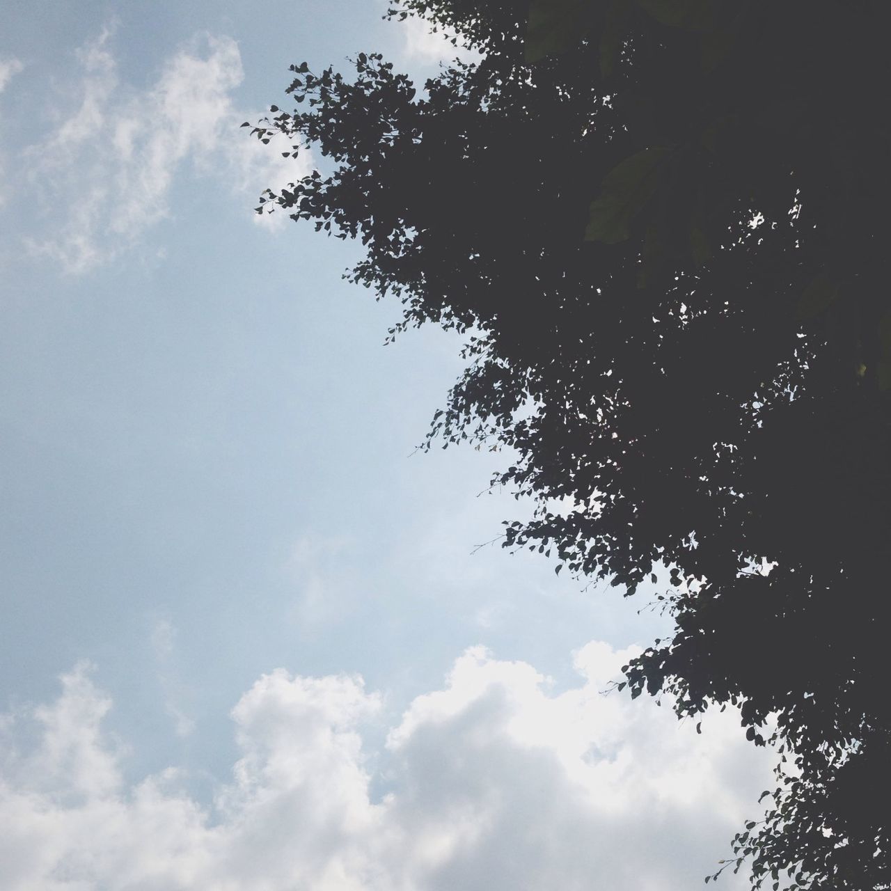 low angle view, sky, cloud - sky, tree, cloudy, tranquility, nature, beauty in nature, cloud, branch, scenics, outdoors, silhouette, growth, tranquil scene, no people, day, sunlight, idyllic, high section