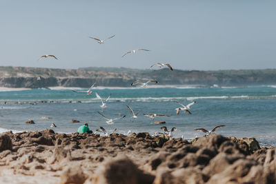 Seagulls flying over sea against clear sky