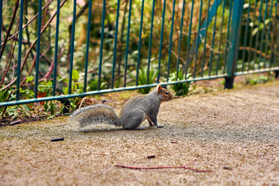 Side view of squirrel sitting on ground