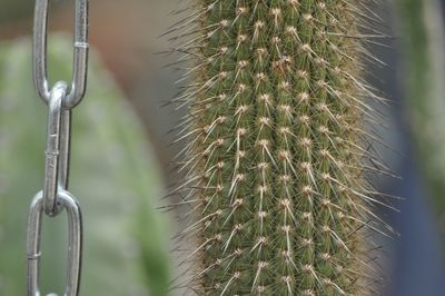 Close-up of spiked cactus plant by chain outdoors