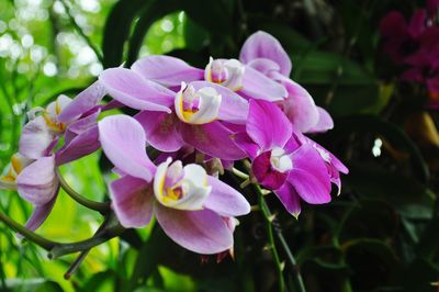 Close-up of purple flowers blooming outdoors