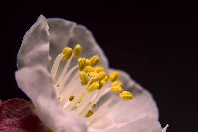 Close-up of yellow flower against black background