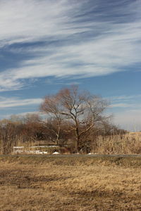 Bare trees on field against sky