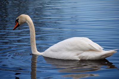 Swan swimming in lake