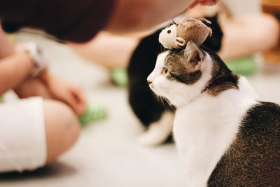 Pet toy on cat's head