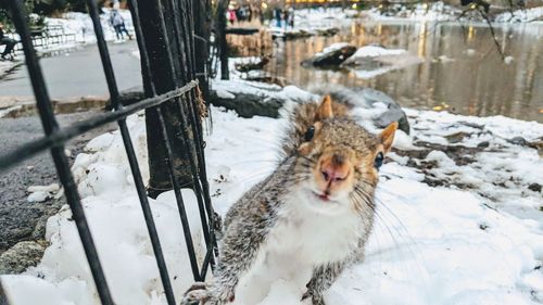 Close-up portrait of squirrel by railing during winter