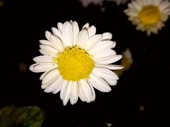Close-up of white daisy against black background
