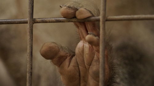 Close-up of hand holding chainlink fence