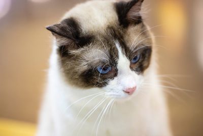 Close-up of cat looking away