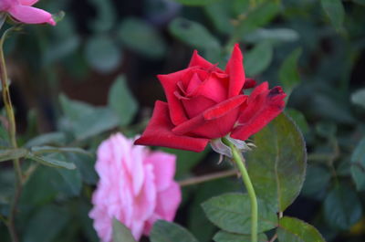 Close-up of red rose