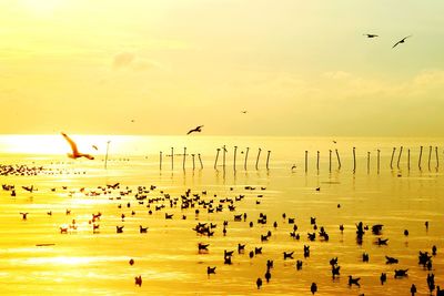 Birds flying over sea against sky