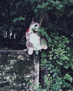 Close-up of toy by tree in forest