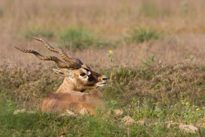 Side view of giraffe on land