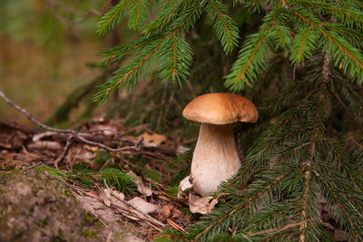 Close-up of mushroom growing on field