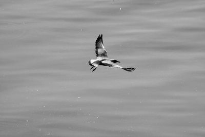 High angle view of seagull flying in lake