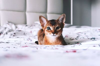 Portrait of kitten on bed