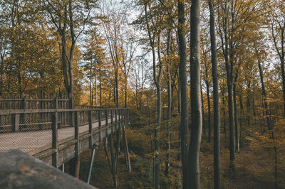 Trees in forest during autumn