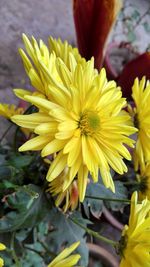 Close-up of yellow flowers blooming outdoors