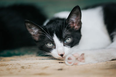 Close-up portrait of cat