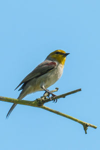 Low angle view of bird perching on branch against clear sky