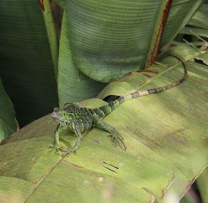 Close-up of insect on green leaves