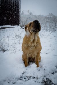 Shard-pei dog on snowfield