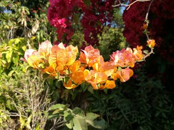 Close-up of orange flowers