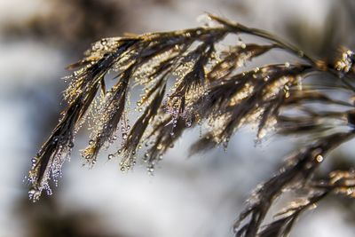 Close-up of frozen plant during winter