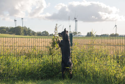 Horse on field against sky