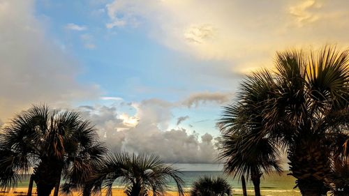 Low angle view of palm trees against sky