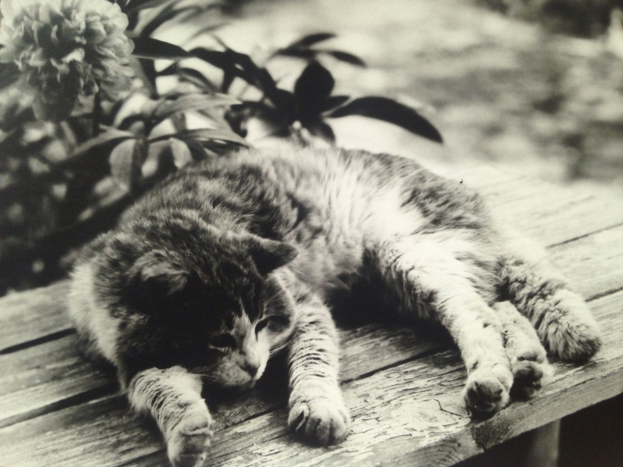 CAT SLEEPING ON WOOD