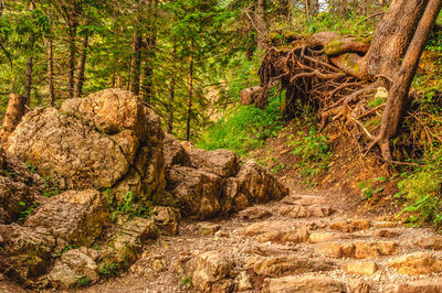 Trees in forest