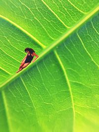 Close-up of insect on leaf