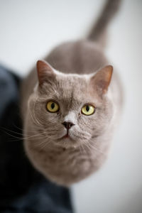 Close-up portrait of cat