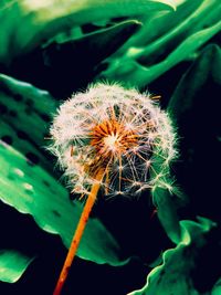 Close-up of dandelion