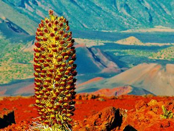 Close-up of fresh cactus plants against mountain range