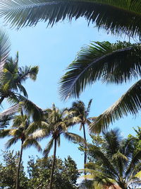 Low angle view of palm trees against sky