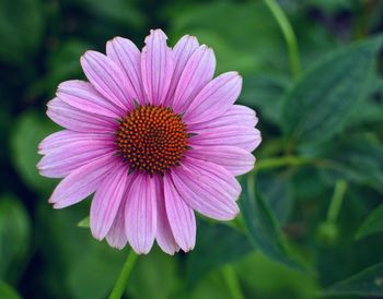 Close-up of pink flower