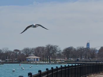 Seagulls flying over river