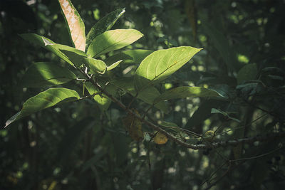 Close-up of leaves on tree