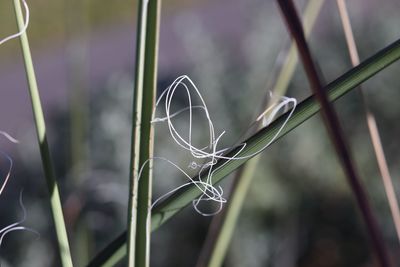 Close-up of plant growing outdoors