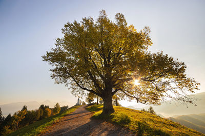 Tree against sky during autumn