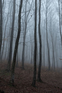 Bare trees in forest