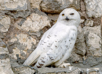 Close-up of hawk on rock