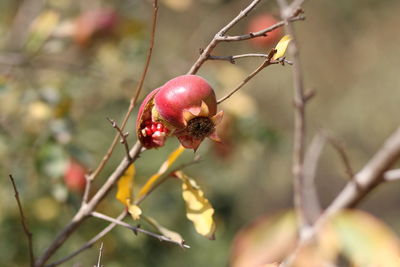 Close-up of red berries growing on tree