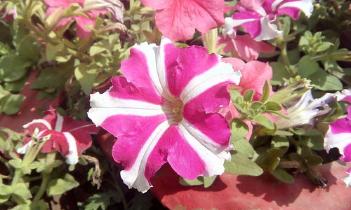 Close-up of pink flowers