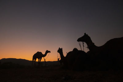 Silhouette horses on landscape