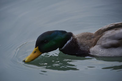 Close-up of a duck in lake