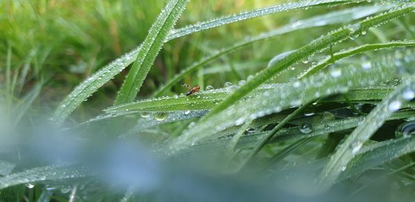 Close-up of wet insect on plant during rainy season